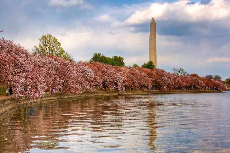 Washington, D.C. and the Washington Monument during the Cherry Blossom Festival.  Washington, DC - Cherry Blossom Festival by PeterPanFan is licensed under CC BY-NC-ND 2.0
