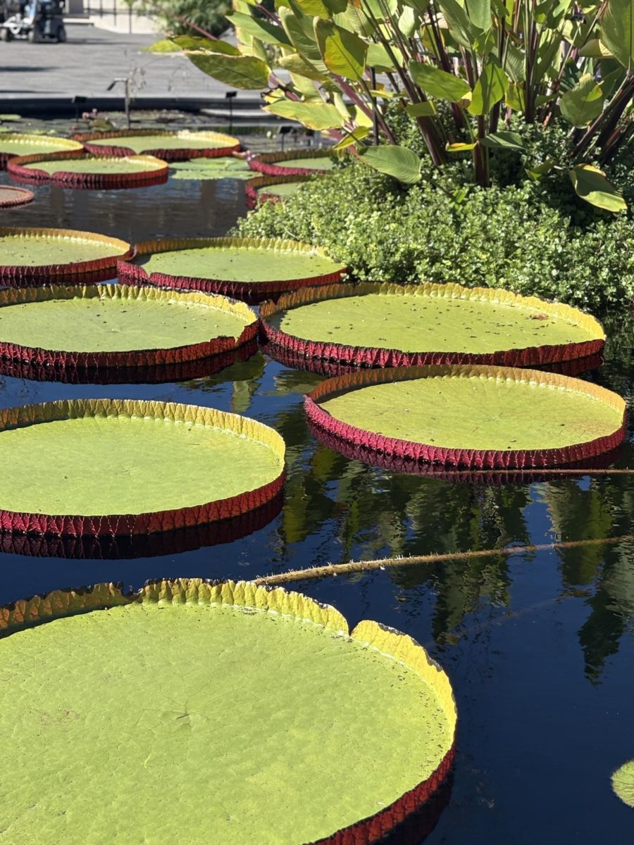Lily Pad Exhibit at Longwood Gardens
